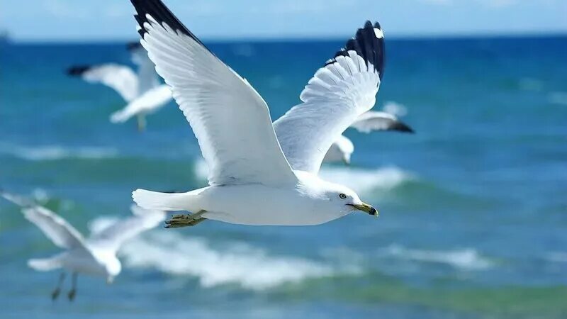 Пламя рисует печальные сны