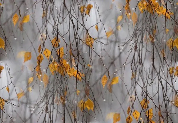 Небо грустило дождями