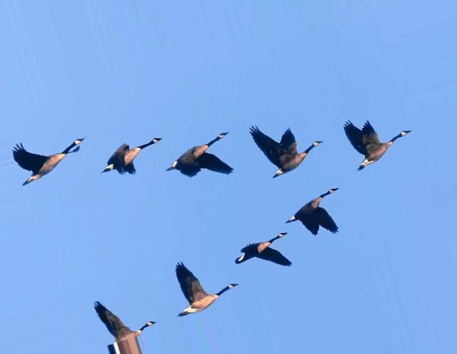 До свидания птицы - песня