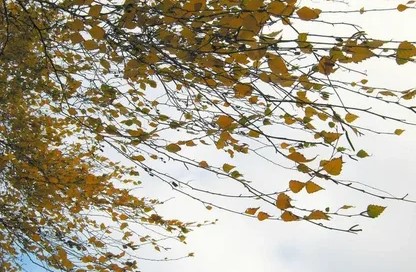 Грустная осень