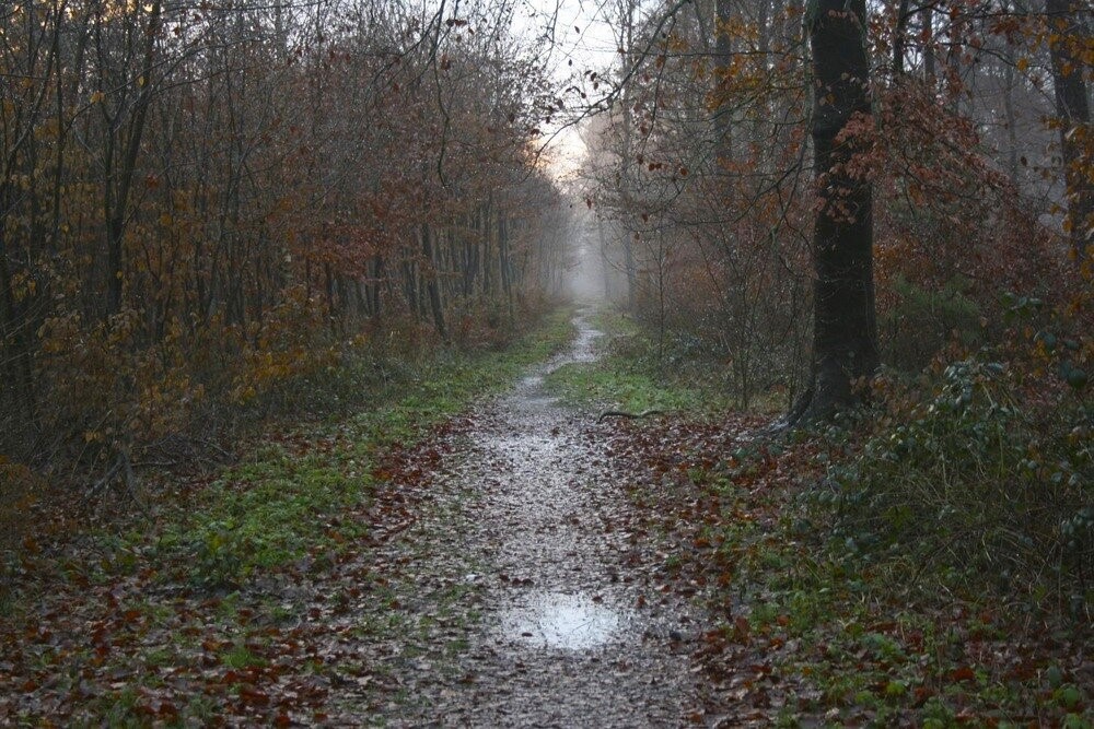 Осень нагрянула, пришла