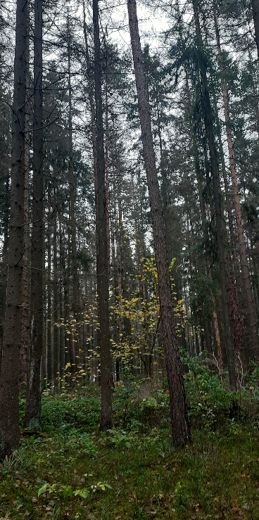 Музыка леса