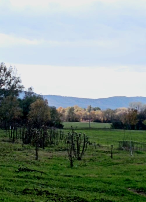 Яркая зелень, хайку
