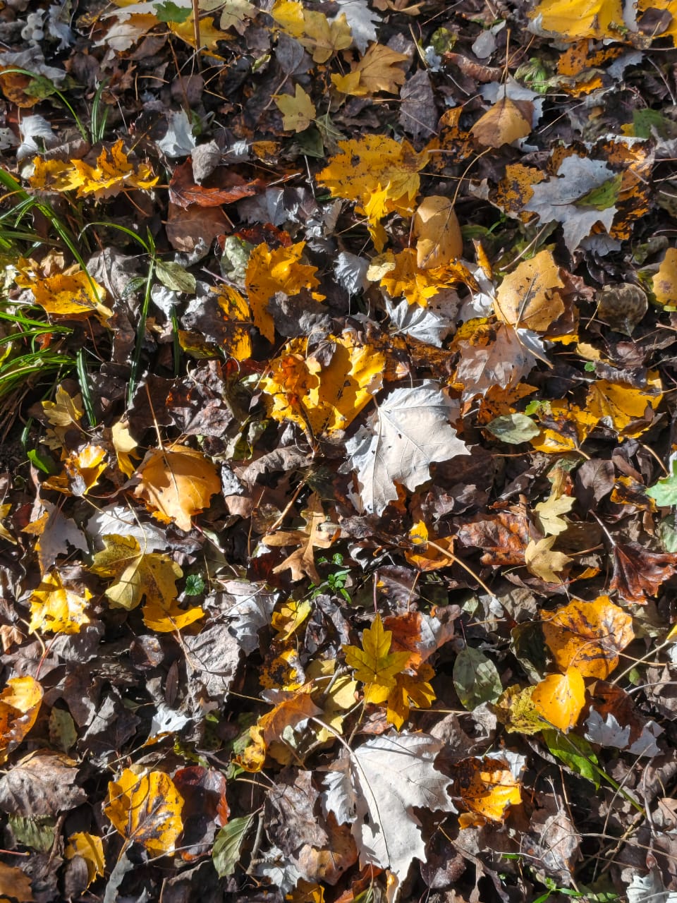 Пять дней без интернета, хайку