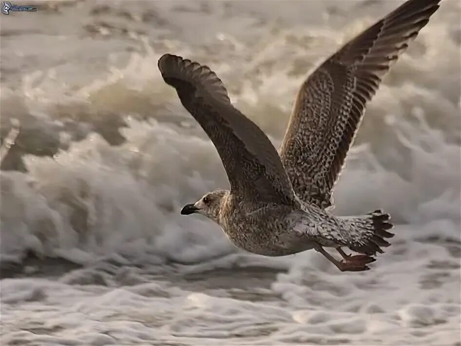 Буревестник или старая песня о главном