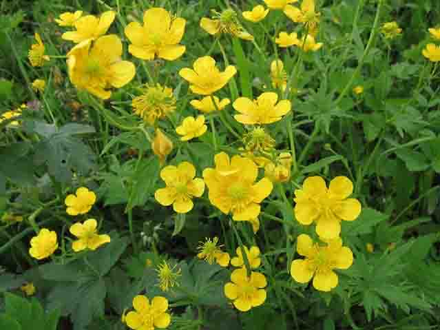 Лютик едкий