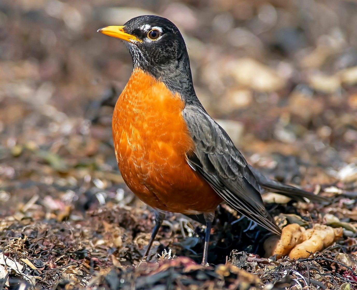 Fire opal - American robin