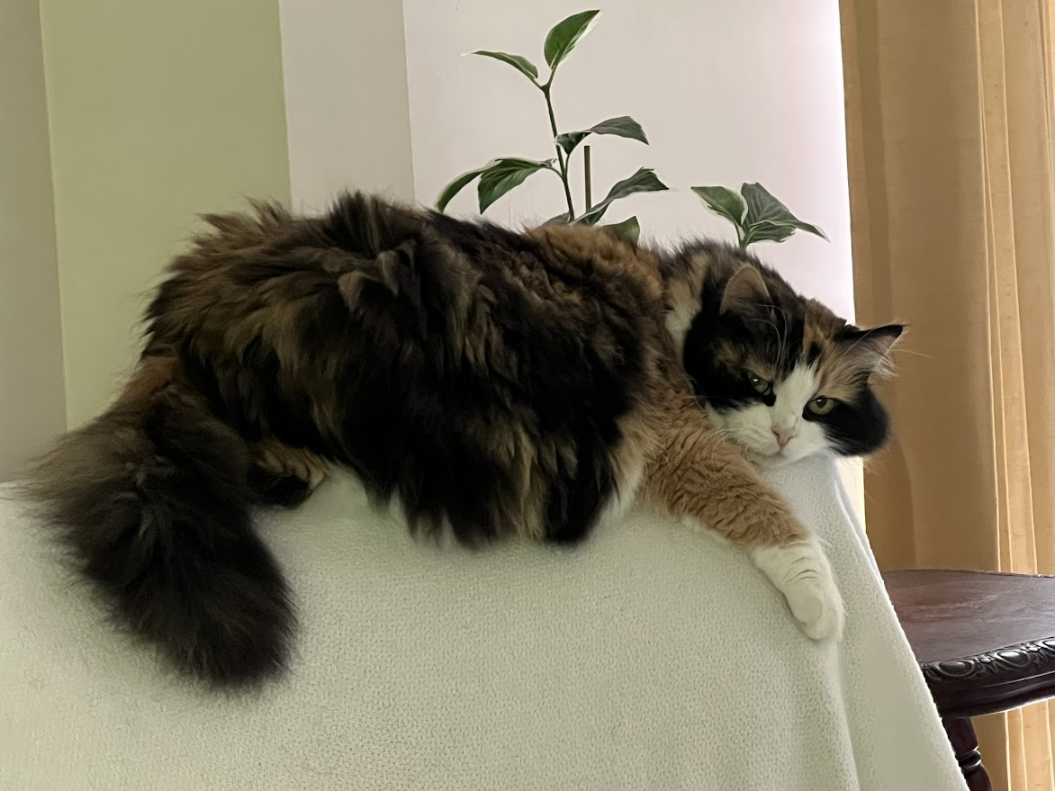 Кошка шерстью мебель кроет...