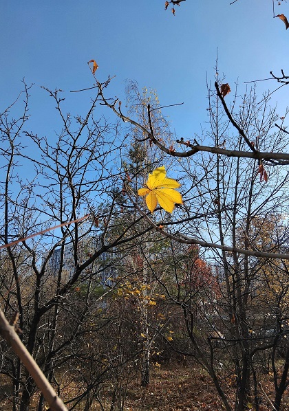 Машет осень лапой рыжей