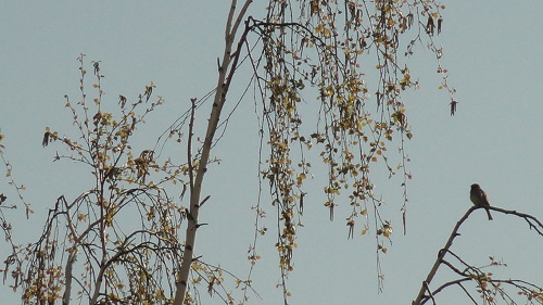 Фотоархив Память о весне