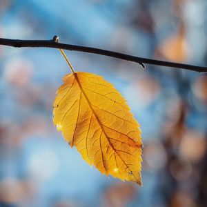 Каждый листик-маленькая жизнь