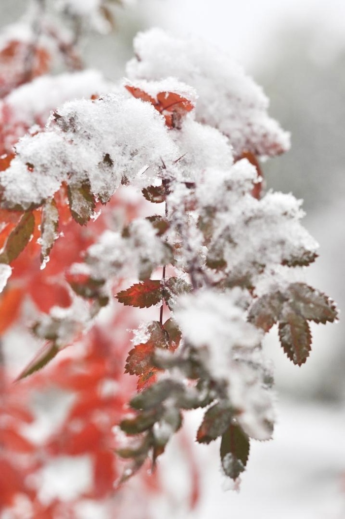 Пусть снег ложится чувственно на плечи...