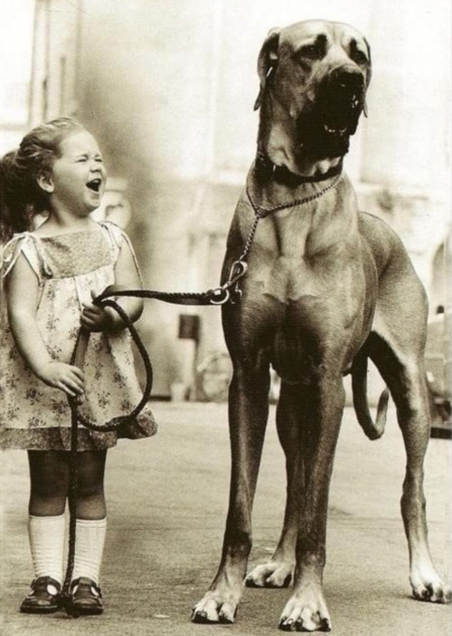 Мне б собаку!