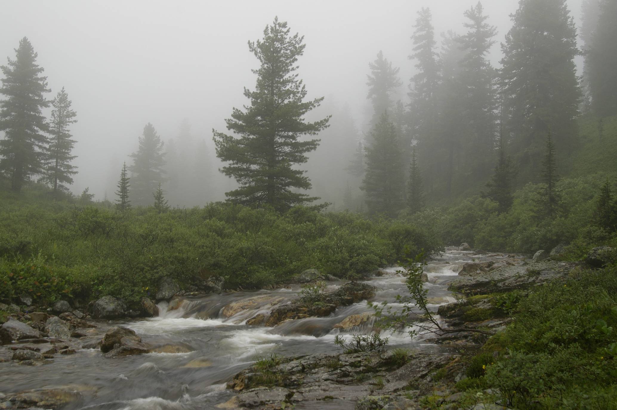 Молчит тайга зовёт