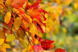 Осенний мёд