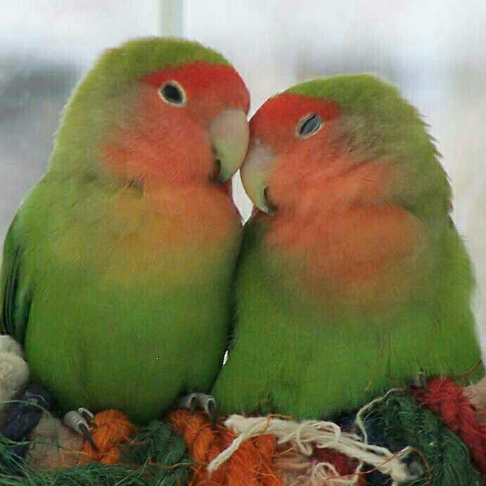 Неразлучники