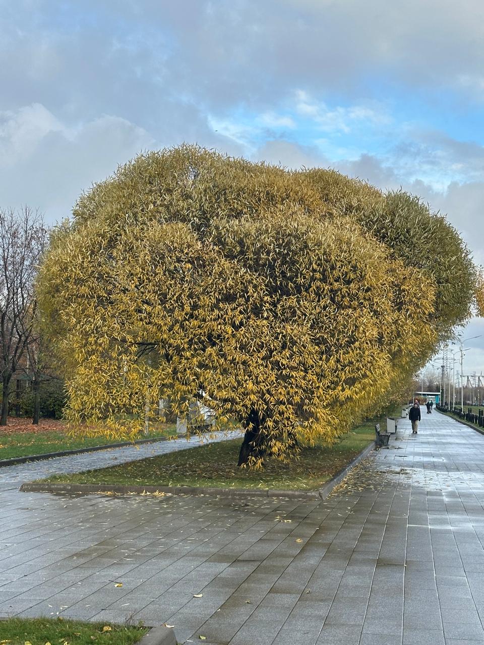 Проснулся, жив и Слава Богу