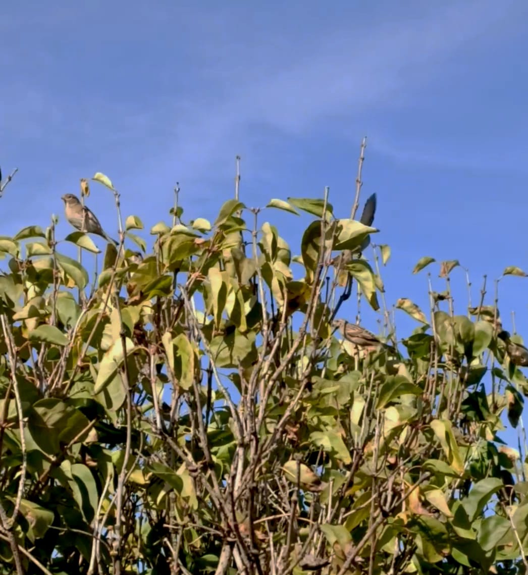 Воробьи в сирени, хайку
