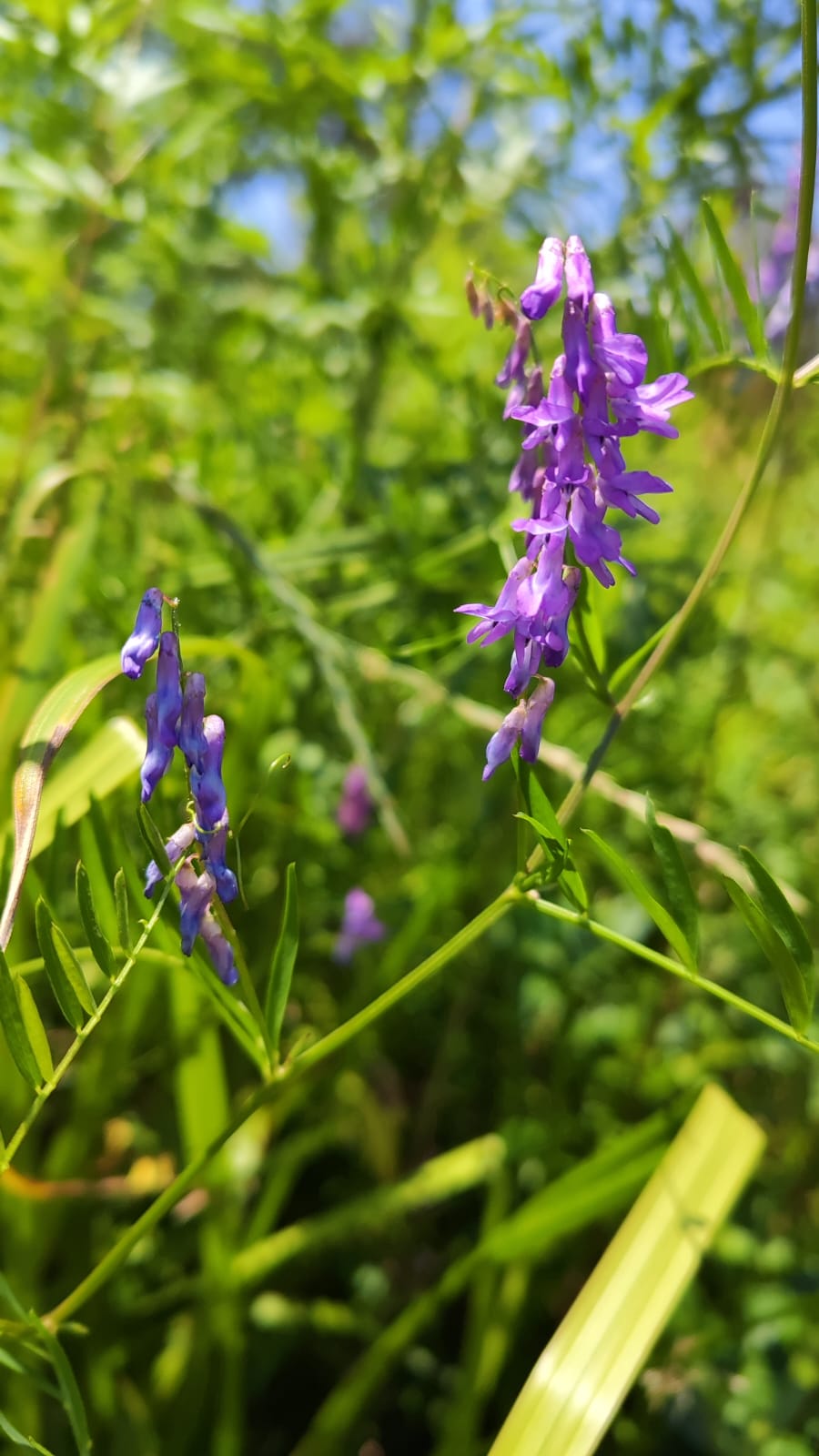 Горошек мышиный