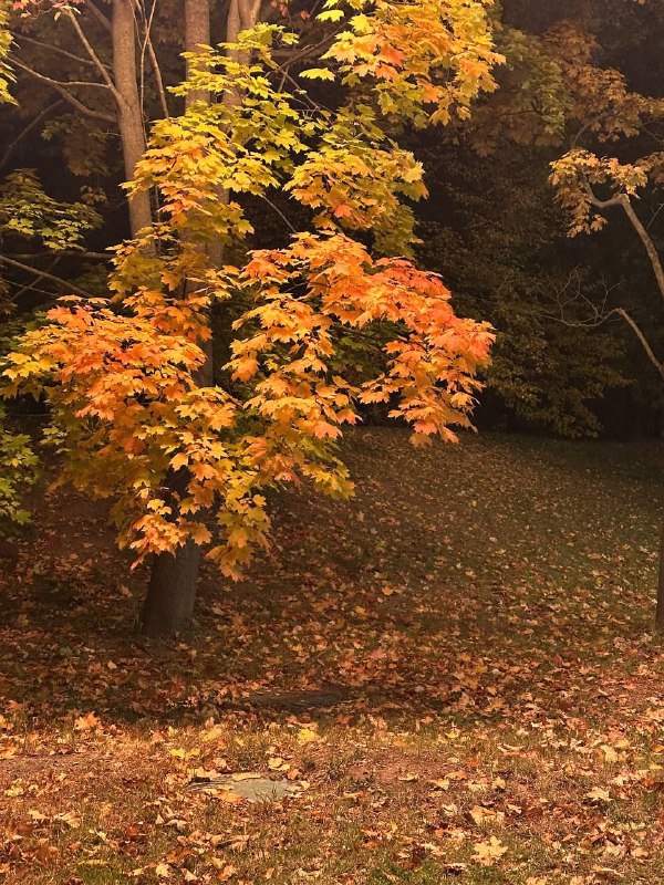 Русская осень