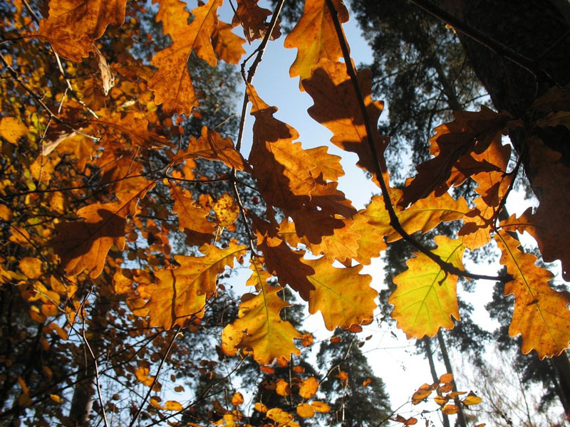 Осень- лишь поиск путей и ответов,