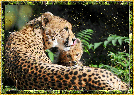 Ягуар - кошка с крошкой