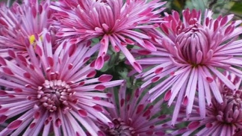 Чёткий след восемнадцати лет...