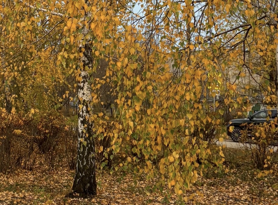 Березка сбросила листья