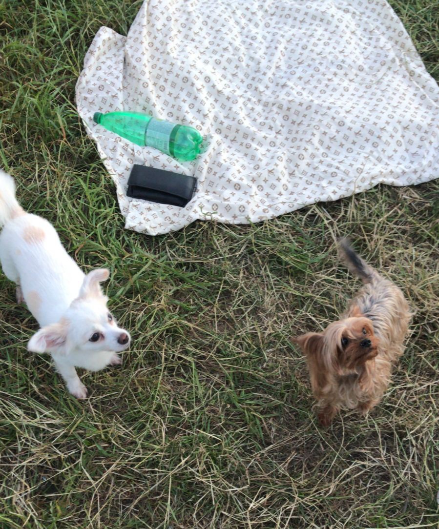 Любимым питомцам