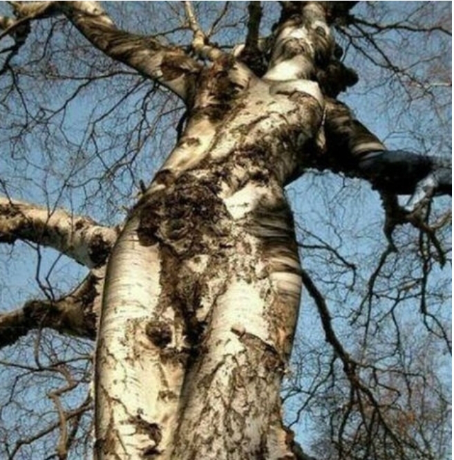 Дева берёзой явилась