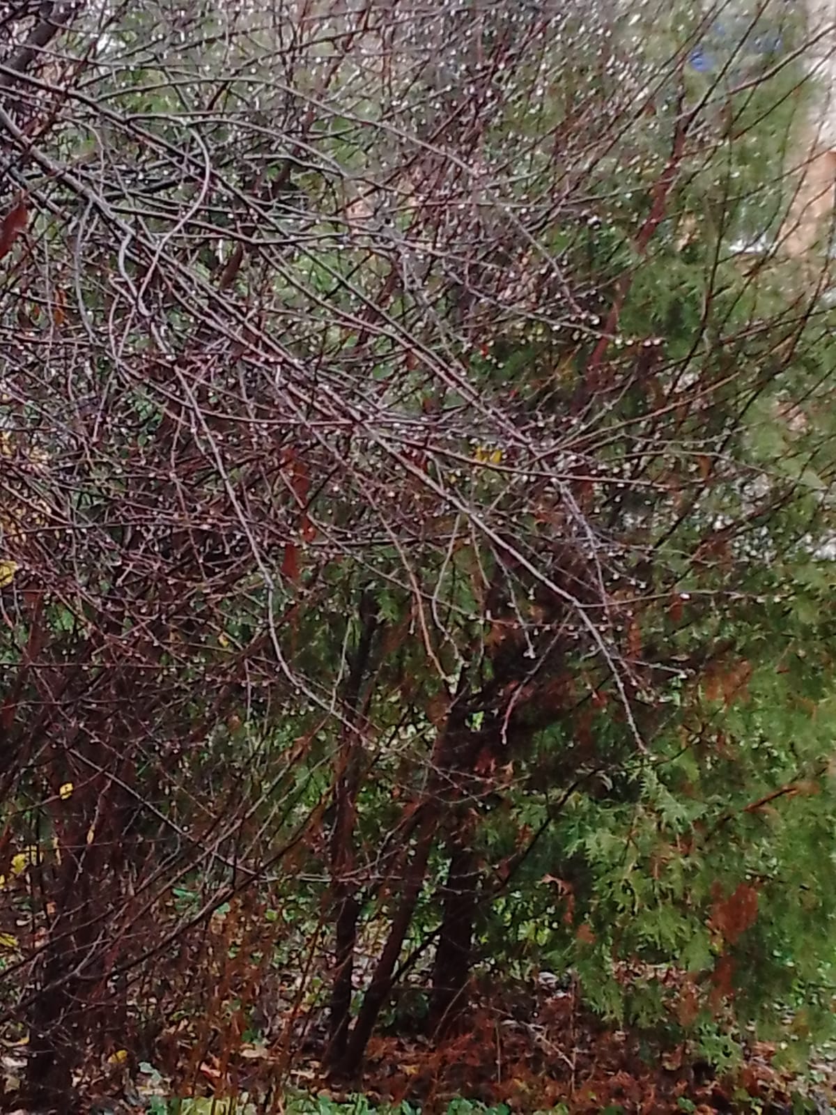 Дождь в октябре