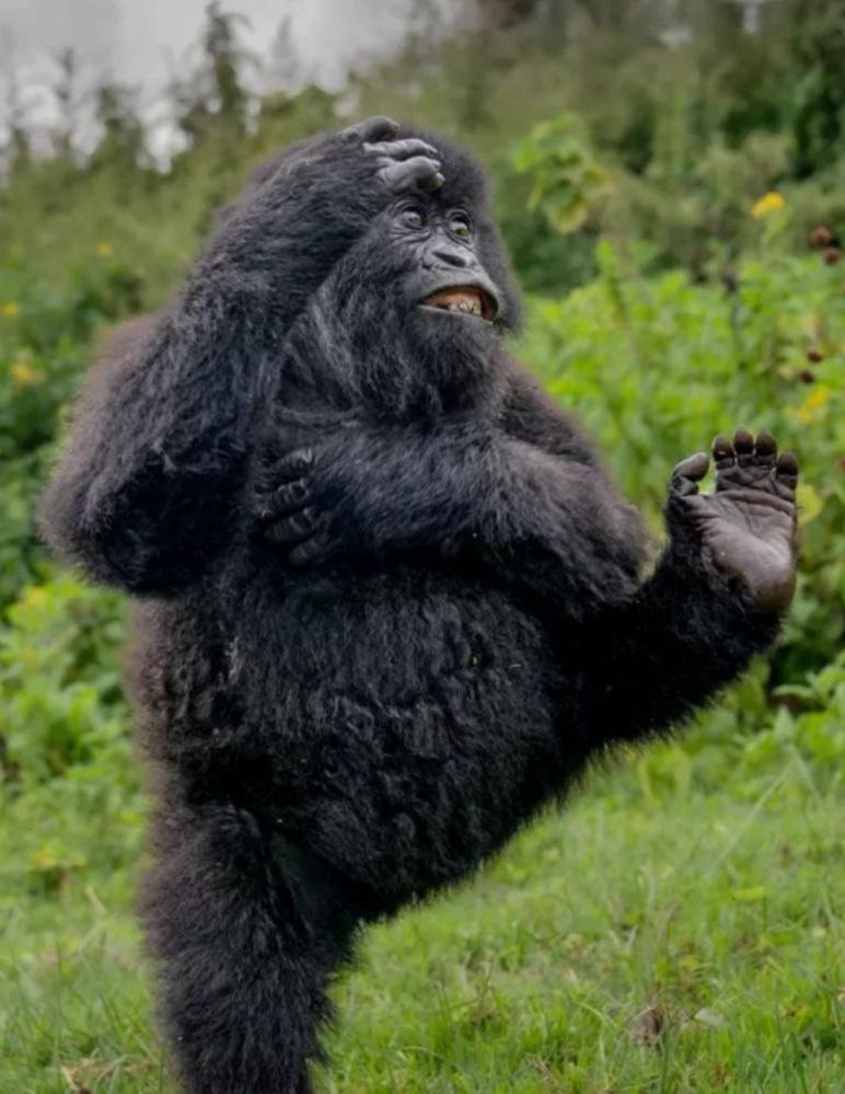 Сломанные крылья с660