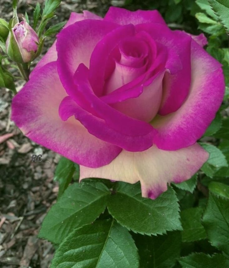 Моим друзьям 537