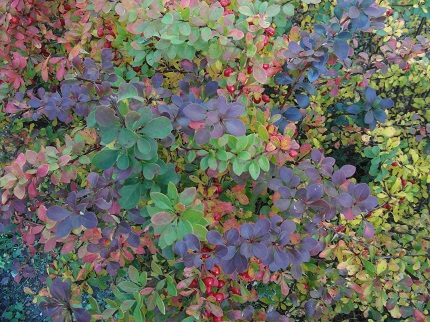 Жёлтый лист к ботинку