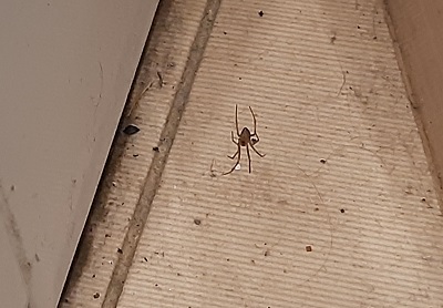 У меня тут живет паучок, 08. 10. 2025