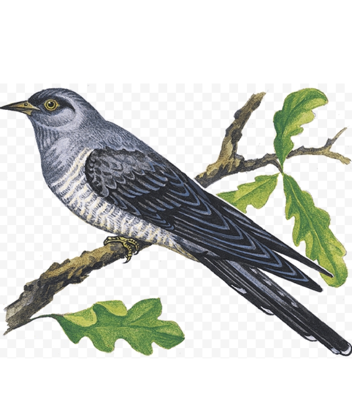 Лесная гадалка