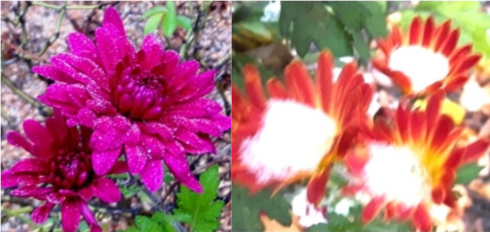 Конец октября. Хризантемы