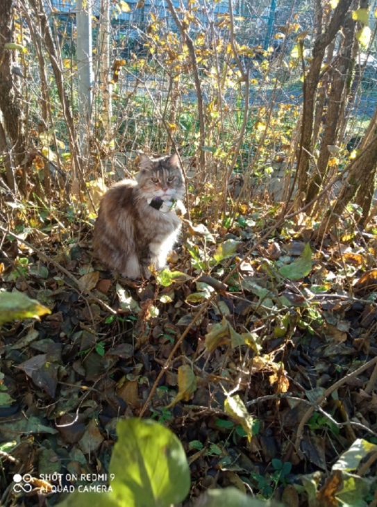 Вчера стихия бушевала...