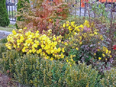 Цветут хризантемы