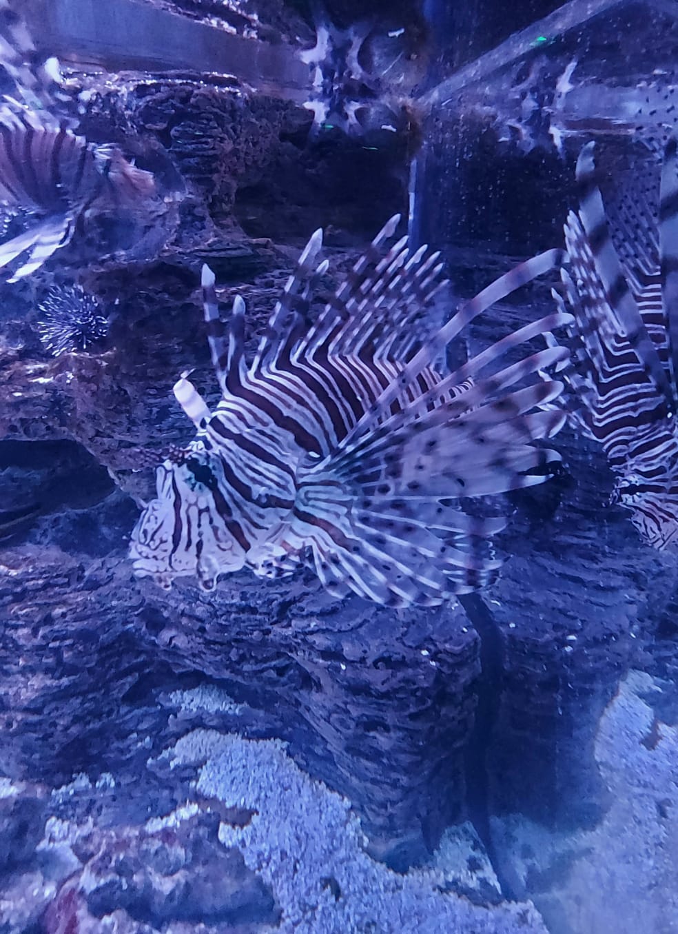 Прекрасна жизнь Богом сотворенная