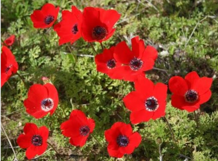 Красные анемоны. Сонет