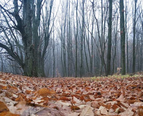 Природа подготовилась ко сну