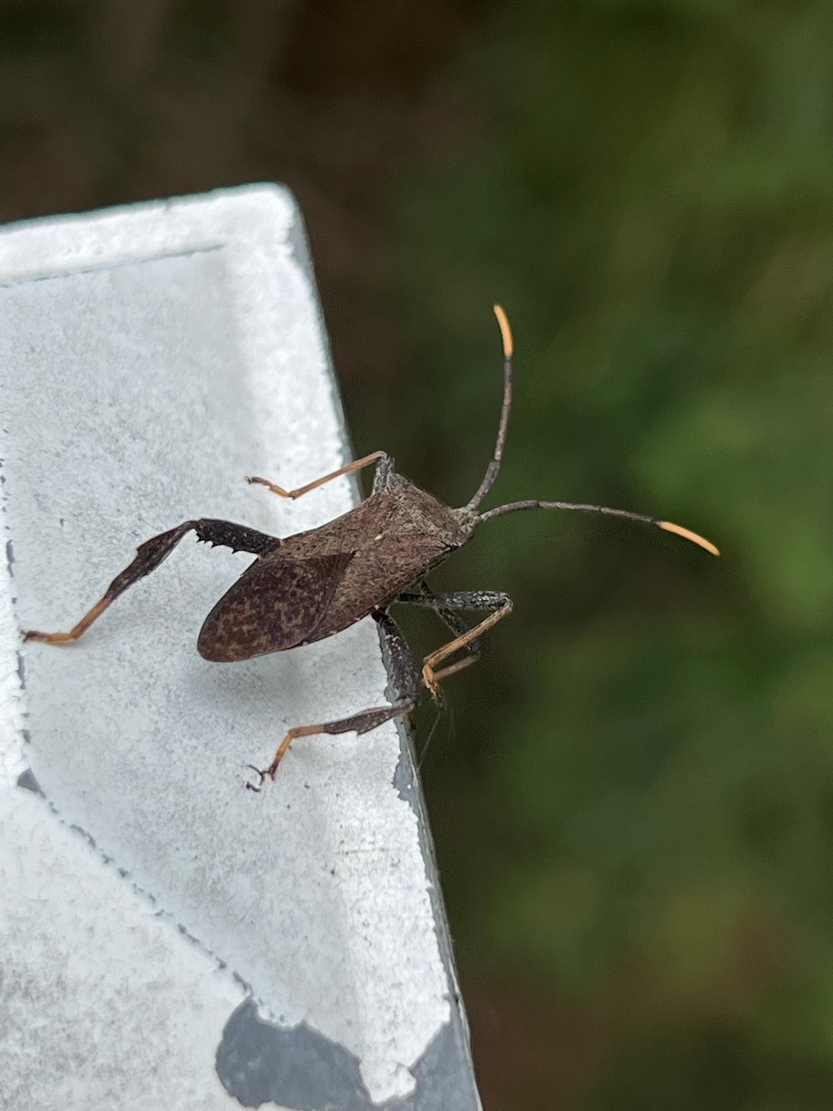 Поэма с героем