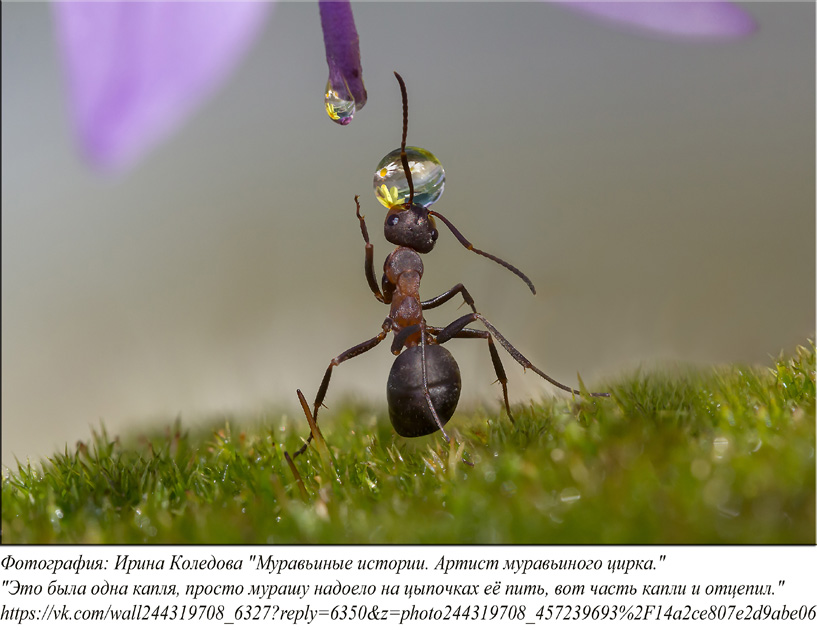 Капелька для мураша оказалась велика