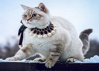 Басик - комендант парка Тайган