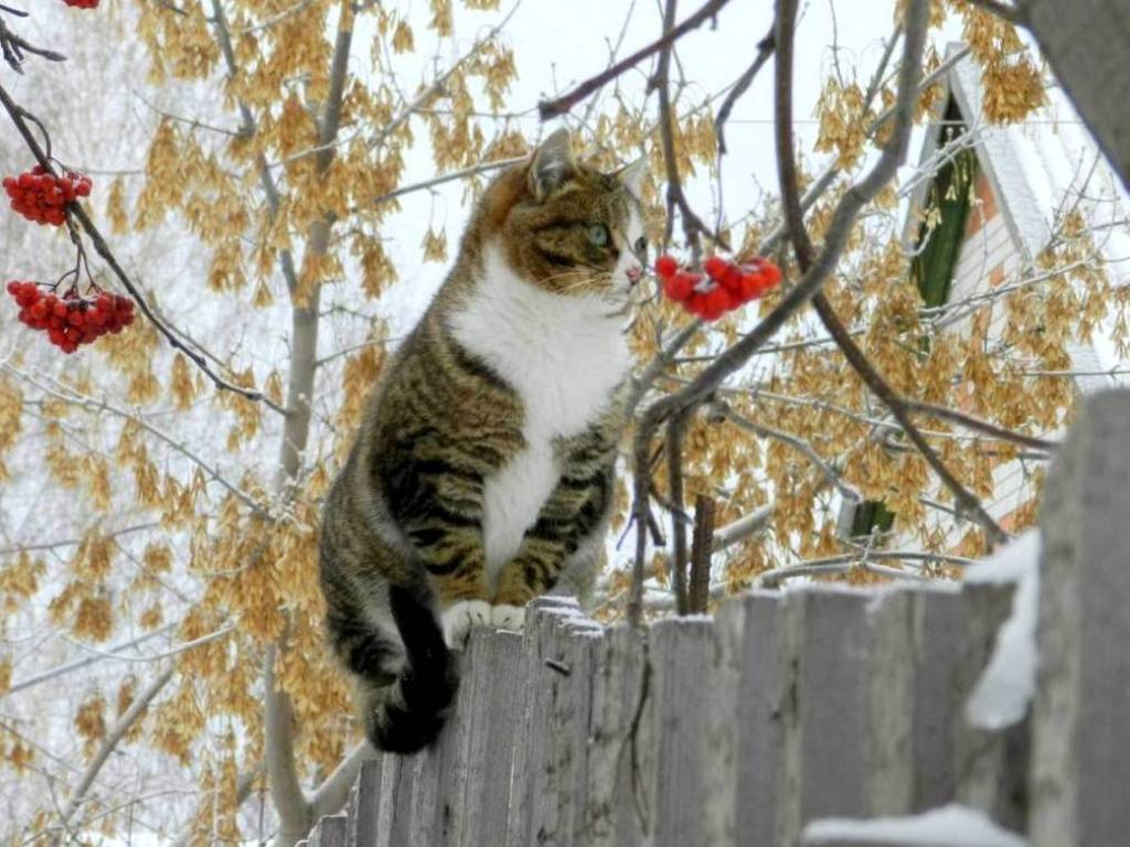 Сегодня ночью снег пошёл...