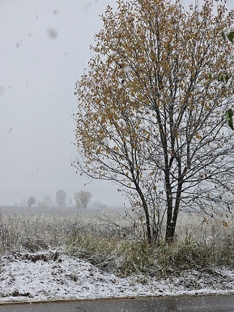 Ноябрьский этюд