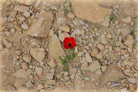 История любви. Ч. 1. Цветочек Аленький