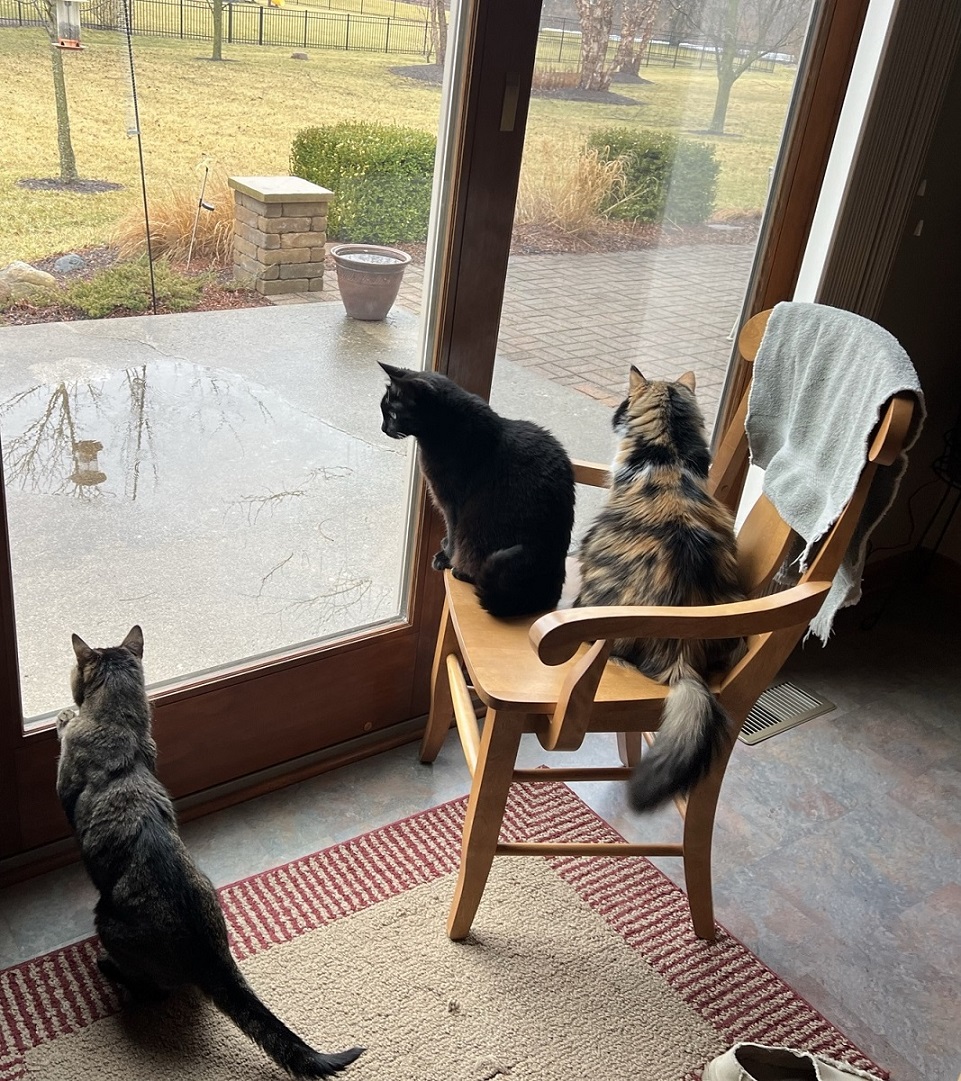 Три мохницы под окном