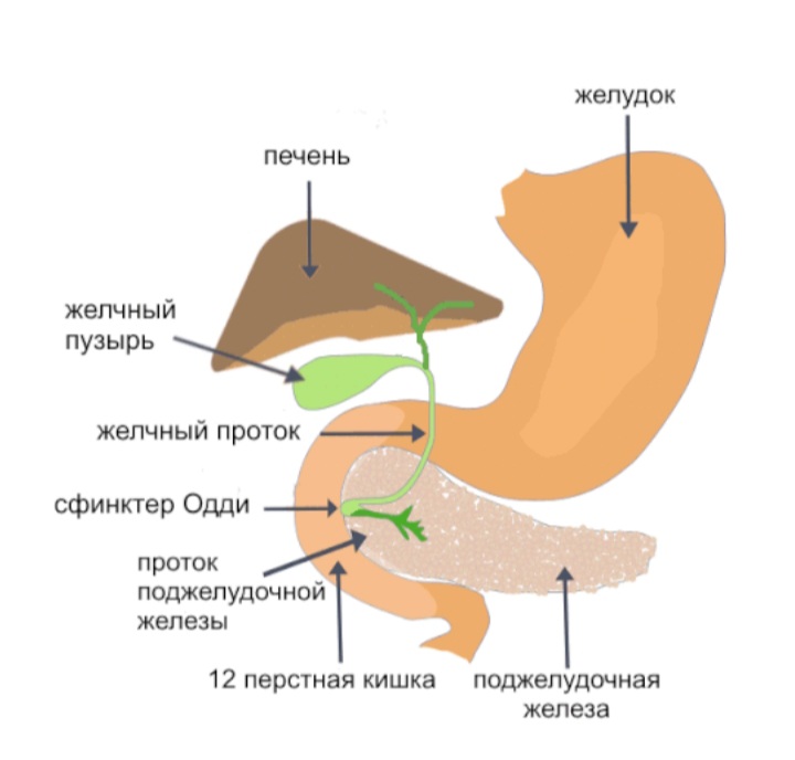 Открытию Глиссона посвящается!